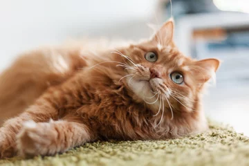 Photo sur Plexiglas Chat Portrait d& 39 un drôle de beau chat pelucheux rouge aux yeux verts à l& 39 intérieur, animaux de compagnie