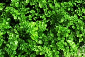 close up on green leaf texture background