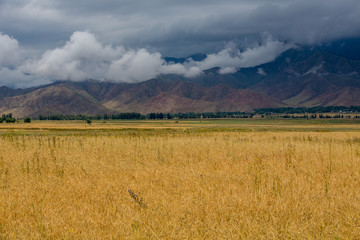 Beautiful field of different colors, view of the mountains