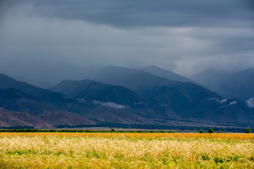 Obraz premium Beautiful field of different colors, view of the mountains