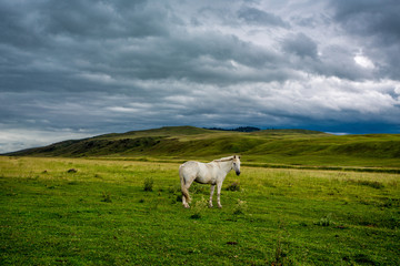 white horse with long mane in flower field against sky