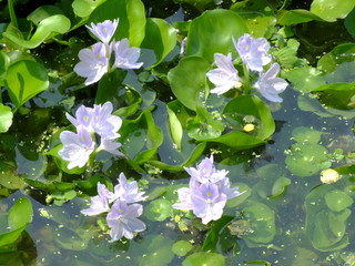 water hyacinth flower in natural water in river
