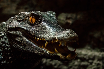 Alligator