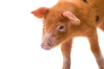 portrait Yellow pig isolated