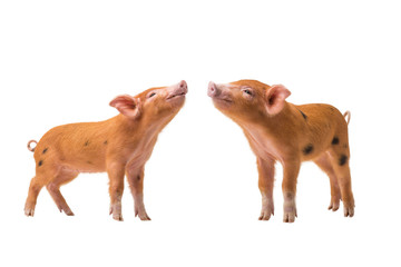 two Yellow pig isolated