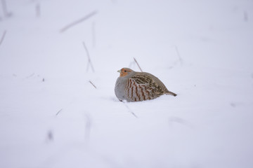 Grey partridge Perdix, also known as the English partridge, Hungarian partridge, or hun sitting on...