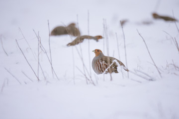 Grey partridge Perdix, also known as the English partridge, Hungarian partridge, or hun on the snow...