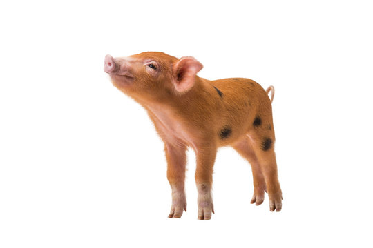 Yellow pig isolated