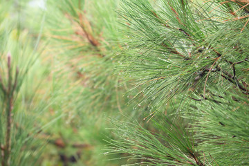 Pine tree with morning dew on the twig, abstract natural backgrounds Limited depth of field. Can be used as a background. There is space for text