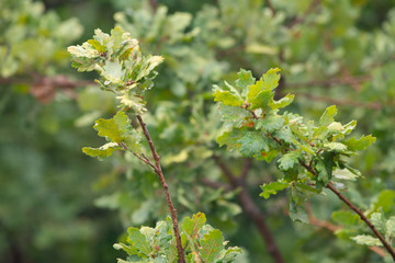 Spring oak leaves on a background of a blurred sunny forest, abstract natural backgrounds Limited depth of field. There is space for text