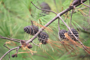 Pine tree with morning dew on the twig, abstract natural backgrounds Pine cones Limited depth of field. There is space for text