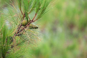 Pine tree with morning dew on the twig, abstract natural backgrounds Pine cones Limited depth of field. There is space for text