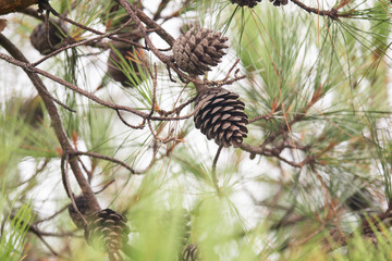 Pine tree with morning dew on the twig, abstract natural backgrounds Pine cones Limited depth of field. There is space for text