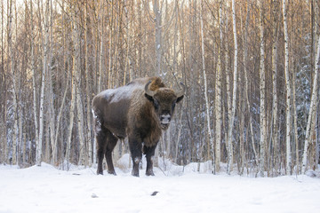 Mammals - European bison Bison bonasus in winter time