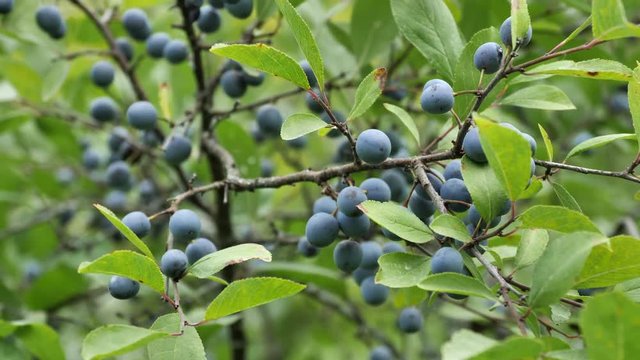 Wild blue plum berries on branches in the summer garden.