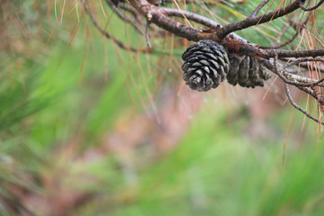 Pine tree with morning dew on the twig, abstract natural backgrounds Pine cones Limited depth of field. There is space for text