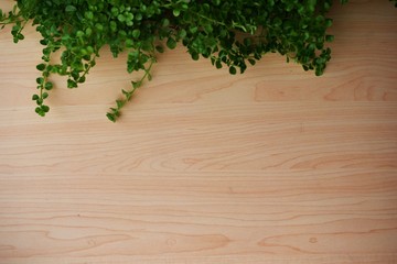 wooden texture and green leaves ivy with space copy background