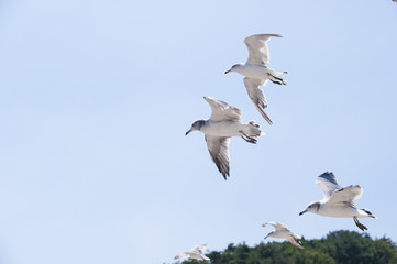 Flying seagull above a seaside
