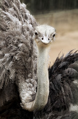 Ostrich looking at camera