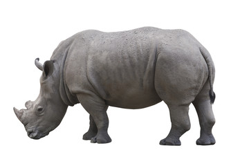 Obraz premium Nosorożec na białym tle nad białym