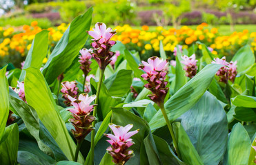 Krachai flower will blooming  the rainy season.