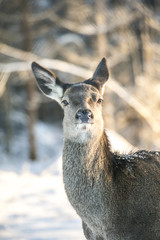 Graceful Adult Female Red Deer On A Snow Hill. European Wildlife Landscape With Deer Cervus Elaphus. Portrait Of Lonely Deer Cervidae At Aspen Forest Background. Deer In The Natural Habitat at sunset