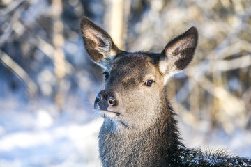 Adult Female Red Deer On A Snow Hill. European Wildlife Landscape With Deer Cervus Elaphus . Portrait Of Lonely Deer Cervidae At Aspen Forest Background. Deer In The Natural Habitat