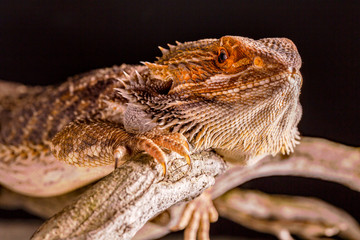 Pogona Vitticeps