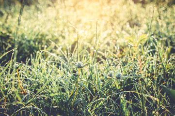 Beautiful bokeh nature abstract background. Dew drops on bright green grass