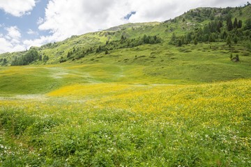Blumenwiese im Naturpark Riedingtal Zederhaus, Österreich