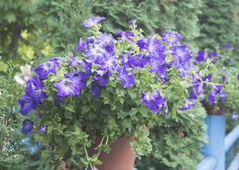 Blue petunia
