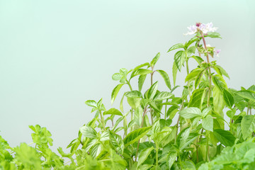 Side view of blooming basil plant with copy space