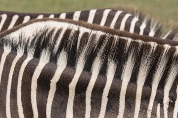 Fototapeta na wymiar Zebra detail of the back.