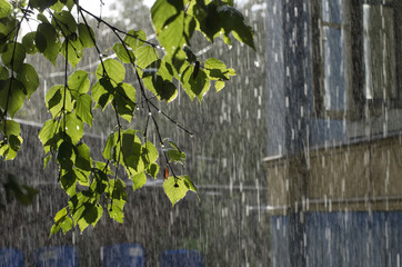 On the leaves of birch water drops and jets during heavy rain on the background of the farmhouse