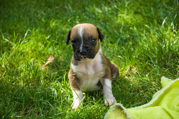 Sitting puppy on the grass