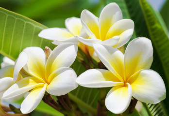 Obraz na płótnie Canvas Purity of white Plumeria or Frangipani flowers. Blossom of tropical tree. (selective focus)