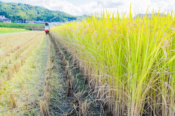 稲刈り