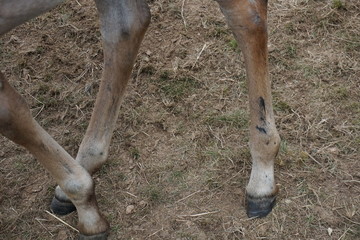 Pferd