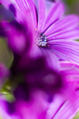 lila Bornholmmargerite