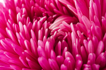 Close up the pink aster flower petal.