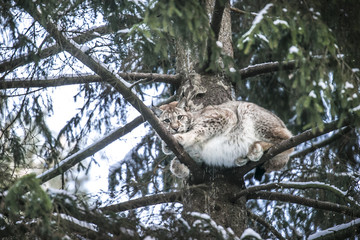 Close up Eurasian Lynx Lynx lynx in winter in the movement on snowy tree.