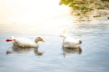 white ducks on a water lake.
American Pekin It derives from birds brought to the United States from China in the nineteenth century,[9] and is now bred in many countries, and in all continents.