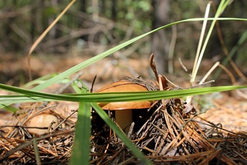 mushroom