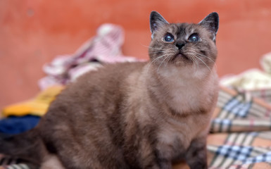 17 year old Siamese cat