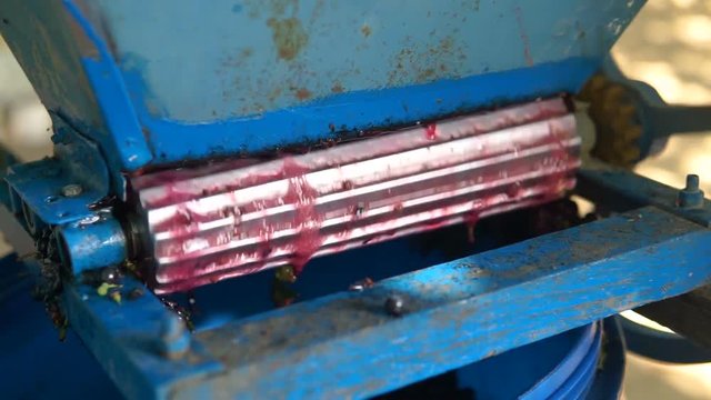 Stemmer crusher crushing grapes at a winery