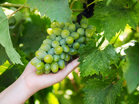 Bunch Of Green Grapes In Hand