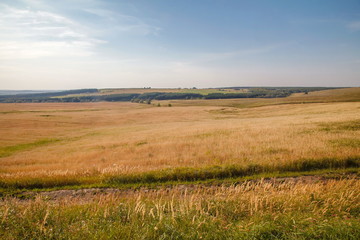 Summer or autumn/fall  field grass