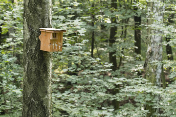 A bird booth on a tree trunk in a forest.