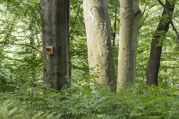 A bird booth on a tree trunk in a forest.