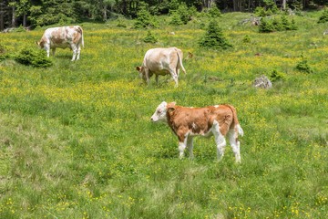Fototapeta na wymiar Kühe und Rinder auf einer Weide in Österreich